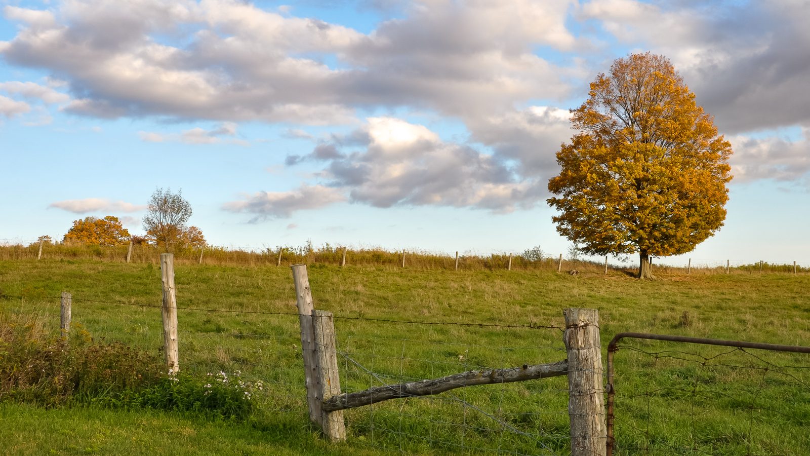 Open pasture land with a wooden fence line and a single tree